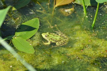 Лягушка в болоте