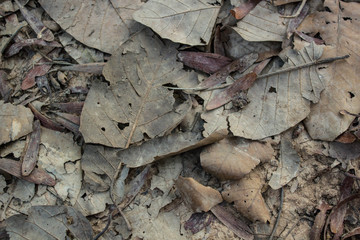 Fallen leaves on the ground