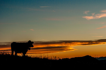 Fototapeta na wymiar cow in the sunset