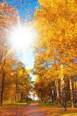 Yellow Trees Forest Landscape