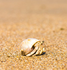 Seafood Posing Funny Crab