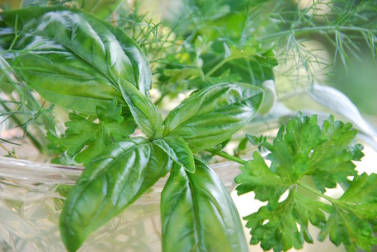 basil and herbs