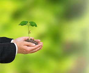 Sapling in hands