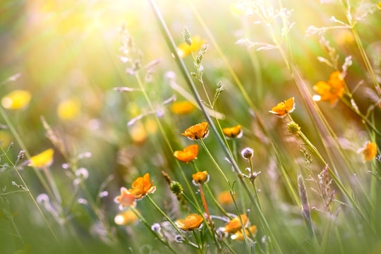 Fototapeta Beautiful yellow meadow flowers
