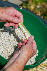 shell the romano beans and put the beans in a pot.