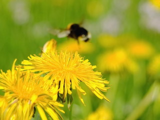 Bumblebee on a dandelion