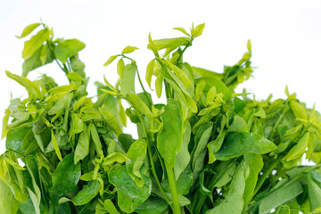 melientha suavis pierre.