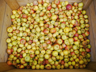 many apples in wooden boxes