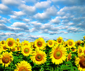 Fototapeta premium sunflower field