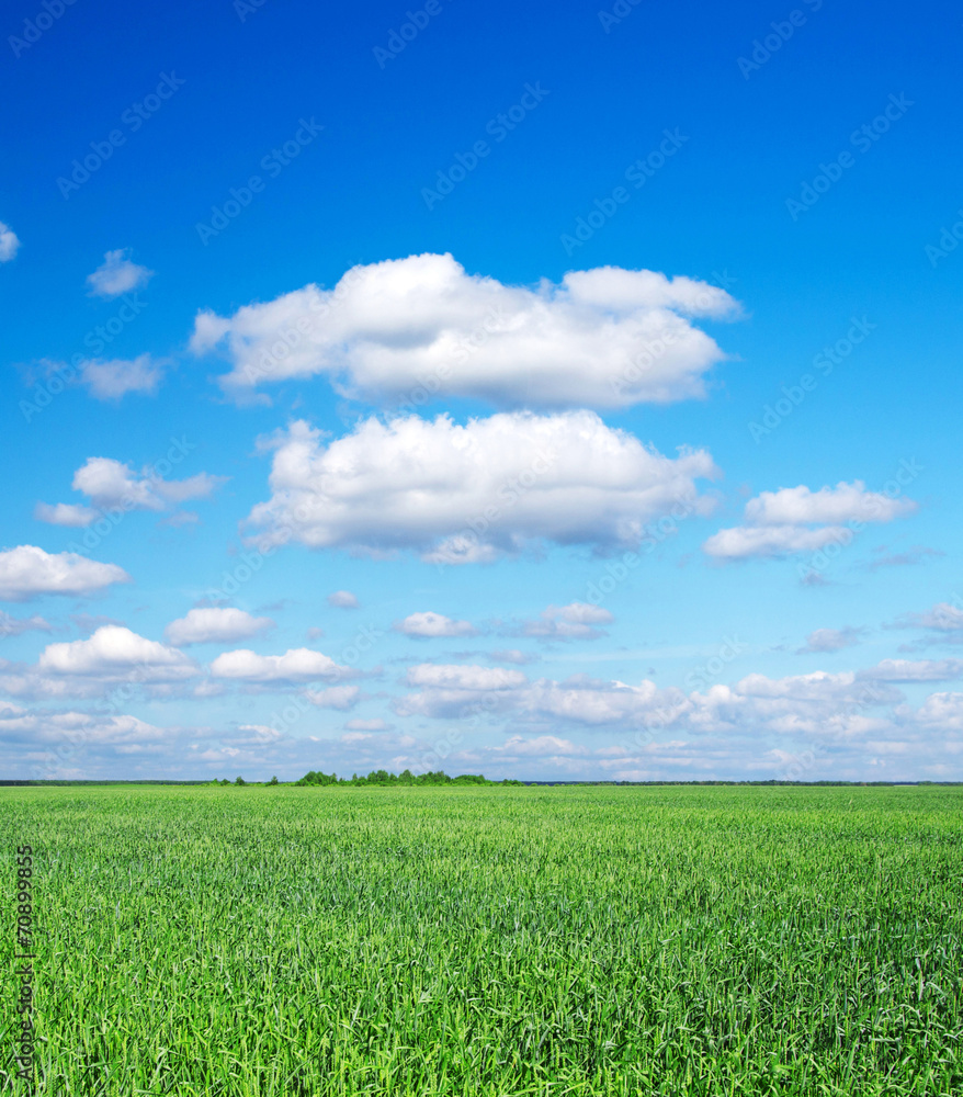 Wall mural green field