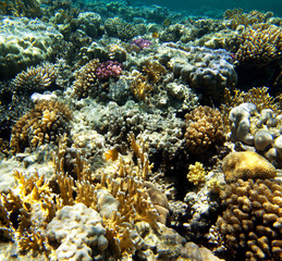 Coral reef
