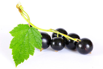 black currant