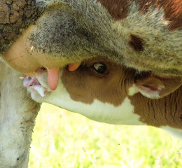 Young calf drinking milk from cow's udder