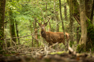 cerf en forêt