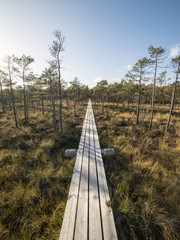 Fototapeta premium wooden footbridge in the bog