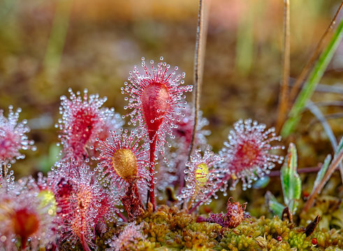 Beautiful Sundew