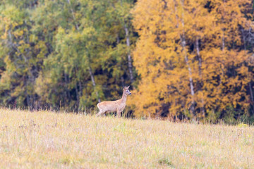 Obraz na płótnie Canvas Deer in a field