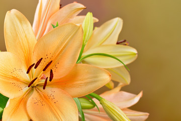 Kwitnące lilie © CUKMEN