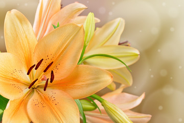 Kwitnące lilie © CUKMEN