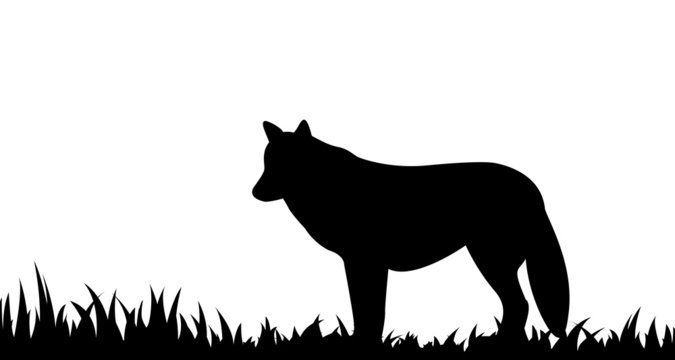 Silhouette of wolf in the grass.