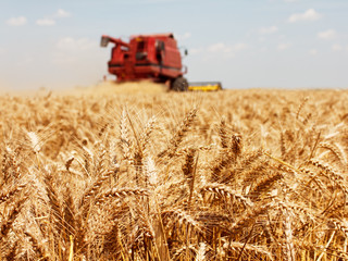 Wheat harvest