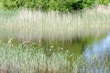 roseaux au bord d'un lac