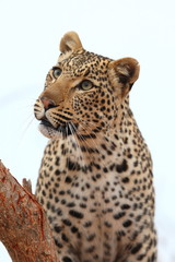 African Leopard