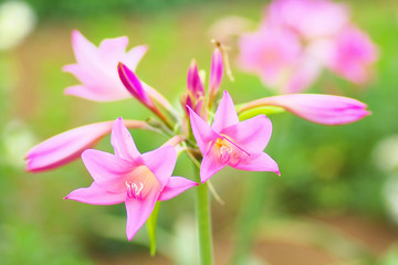 Pink amacrinum flowers