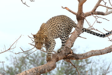 African Leopard