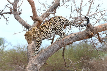 African Leopard