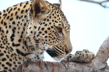 African Leopard