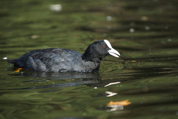 Eurasian Coot, Coot, Fulica atra