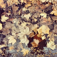 Autunno