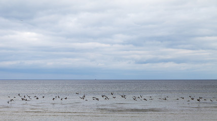 Ducks and sea.