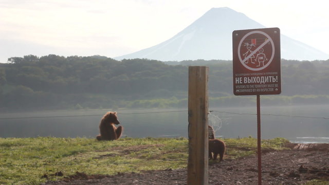 Gently brown bear.