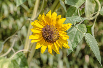 Sunflower blossom