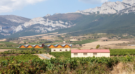 Rioja Alavesa Vineyards