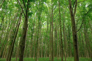 Obraz na płótnie Canvas Slender trees in young forest green in summer