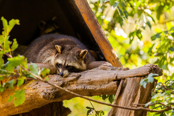 Waschbär