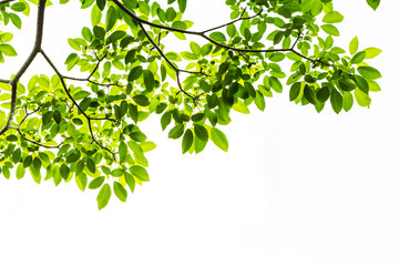Leaves background