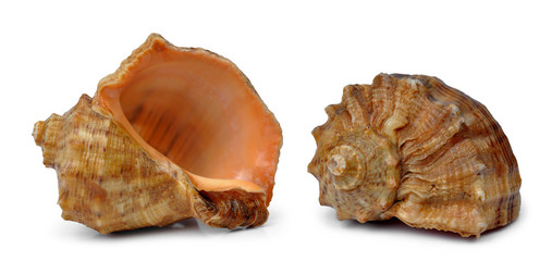 Sea shells isolated on white background
