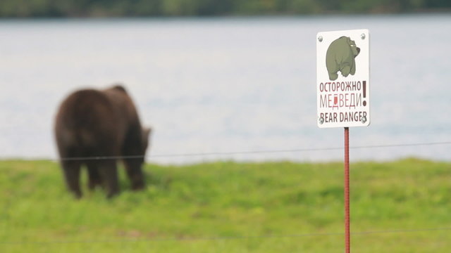Gently brown bear.