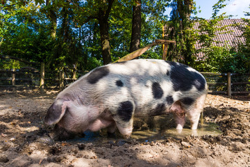 Pig in a mud.  big pig standing in mud