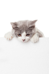 Cute kitten with blank billboard.  Lovely British Shorthair kitt