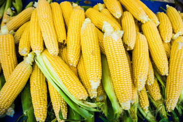 Grains of ripe corn.Raw corn, Fresh corn.