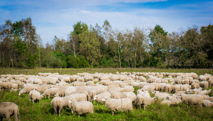  sheep on the  meadow.  Sheep graze in the meadow. Herd of sheep