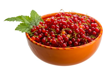 Red currant