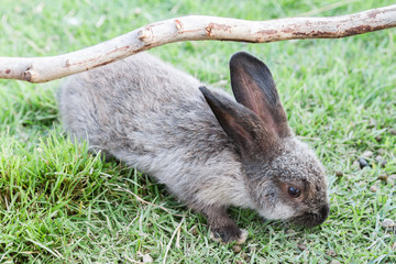 rabbit