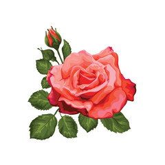 Naklejki  Elegancka róża na białym tle w stylu retro