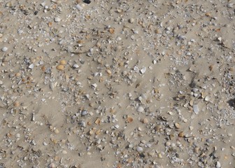 Strand Amrum